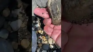 Plesiosaur vertebra