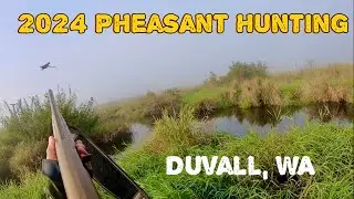 Pheasant Hunting in Seattle, Washington State 2024