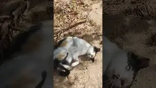 gatinho brincando