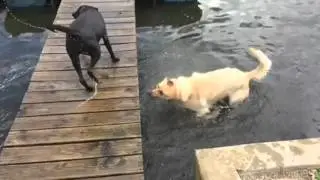 Remington the Lab 