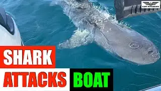 SHARK ATTACKS OUTBOARD!