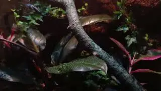 Bioactive setup for Crested Gecko