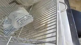 Rat after eating non toxic NANO POWDER RODENTICIDE