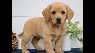 Yellow Labrador Mix Puppies for Sale