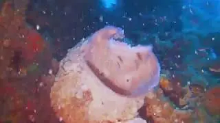 HQ short clips - Diving the WW2 shipwreck  SS Suddhadib / Hardeep - Sunk 1-Jun-1945 - Penetration