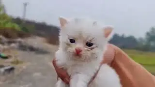 That day in the park I decided to take all the kittens away. - The daily life of a Vietnam