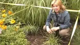 How To Create A Rain Garden In Your Yard with Senga Landscape Architect