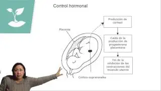 PARTO, LACTANCIA Y ANTICONCEPCION/PSU BIOLOGÍA/CLASE Nº15