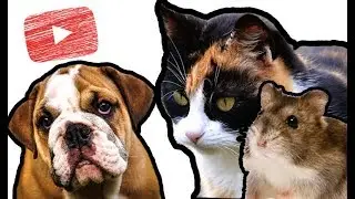 Tiere für Klicks missbraucht 💲🐾 Das Geschäft hinter der Kamera 😡 KLARTEXT!