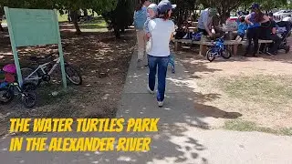 The water turtles park&nbsp;in the Alexander River, Israel