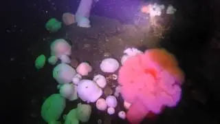 Alki Reef