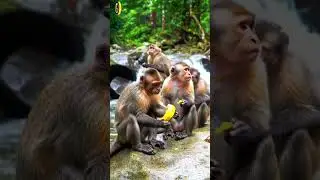 cats are eating fruit 🐒🐒🐒 #monkey #cat #dog #animals #anime