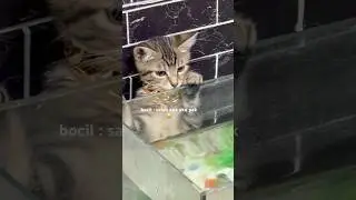 🤣🤣 #cat #cute #pets #kucing #funny #catcover #sad #loficat #vibes #kitten #oyen
