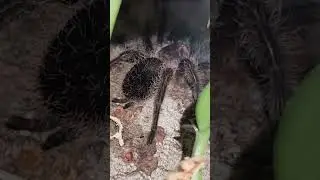 #tarantula #curlyhair #spidersofinstagram #stroll