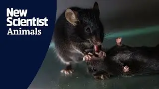 Mice seen giving 'first aid' to unconscious companions