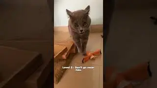 Ranking cats that gave up on life! 😴🏳️