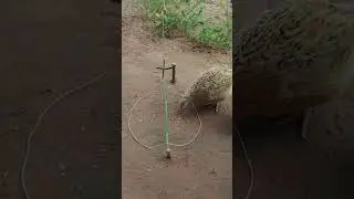 Innovation quail trap DIY #shortvideo #youtube #ytshorts