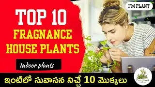 Top 10 best Fragrance indoor plants /ఇంటిలో సువాసన నిచ్చే 10 మొక్కలు  @Implant.ravindra