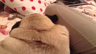 Dog dreaming