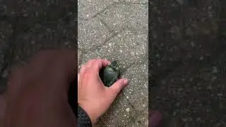 Blaumeise, gerettet, Zufall Ornithologie
