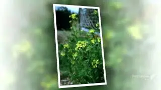 Barbarea - garden plants