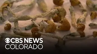 CU Denver launches state's first psilocybin-assisted therapy training program