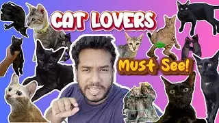 My 5-Year Cat Experience &ndash; New Cat Owners MUST WATCH! 😺