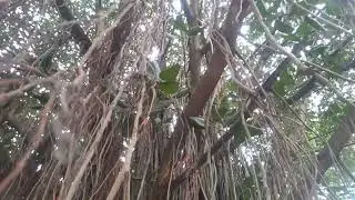 #the TREE view