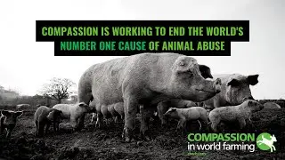 Join us in our mission to end factory farming
