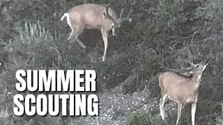 SCOUTING FOR MULE DEER IN UTAH