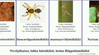 Niveljalkaiset, lahko h&auml;m&auml;h&auml;kit, heimo Riippuh&auml;m&auml;h&auml;kit alpina arthropoda radiata coccinea pilosa