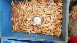 Thane Fish Market (east) khopri 🐟🐠