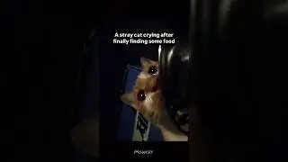 Even after food, the tears don&rsquo;t stop&hellip; maybe it&rsquo;s not hunger, it&rsquo;s heartbreak 💔🐾 #short #viral