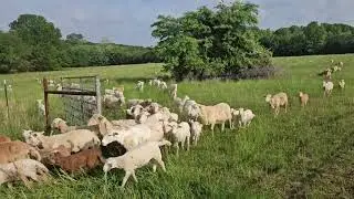 Rotational grazing 