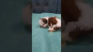 Play Mode  On.. #dog #pets #cute #puppy #puppies #puppylove #shihtzu #shihtzupuppies #shihtzupuppy