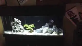 African Cichlid Nutritional Supplements that have been working great!