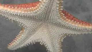 &eacute;toile de mer