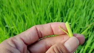 L&uacute;a đ&agrave;i thơm 8 được 47 ng&agrave;y, sử dụng bộ quy tr&igrave;nh THD