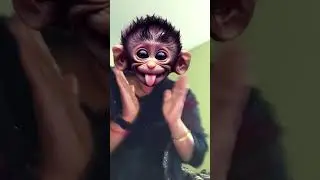 Talented dog adopted #shorts #funny #comedy