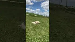 Lazy llama sleeps like she's dead.