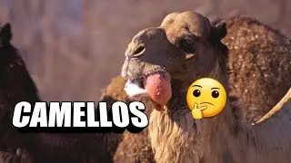 🐪La DOMESTICACIÓN de CAMELLOS y DROMEDARIOS 🐫