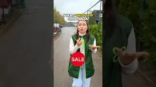 САД МЕЧТЫ ЗА КОПЕЙКИ! 🌲🔥