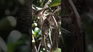 Colony of Caterpillars