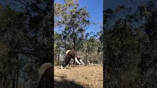 𝖘𝖒𝖆𝖑𝖑 𝖏𝖚𝖒𝖕!! || [ #quadrobics #therian #fakebody #jump #smalljump #silly #fyp ]