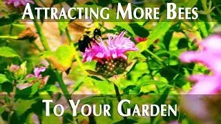 How To Create A Pollinator Friendly Garden And Homestead! (Attracting More Bees)