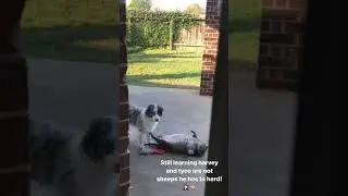 FatCatHarvey can't roll over. Had no idea this would go viral!