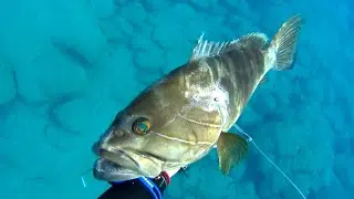 Ρηχό Ψαροντούφεκο για αρχάριους vol.2 🔱 Shallow Spearfishing for Beginners vol.2 !!!
