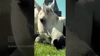 Pony picnic