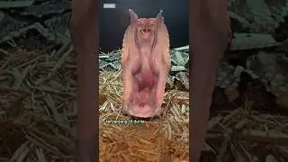 Taring Ular Berbisa Terpanjang di Dunia &ndash; Gaboon Viper!