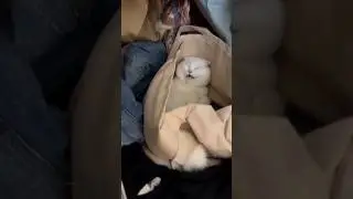 The most DRAMATIC cat search in history (Wait for it!) 🚨 #shorts #cat #funnycat #soraai